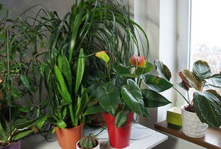 盆栽放在室内多久浇一次水 哪些盆栽植物适合放在卧室