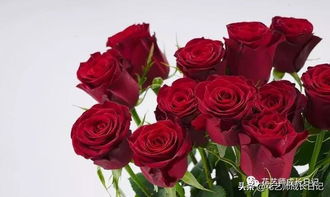 高原红玫瑰花？高原红玫瑰和摩羯座(高原红 玫瑰)