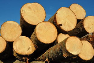 木材采伐公司起名 简单大气的木材公司名字 木材公司起名字最新？