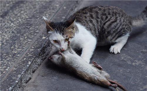 为何古人吃狗,却从不吃猫 看看 本草纲目 的记载,你应该会了解