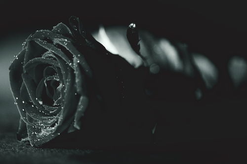 黑玫瑰（黑玫瑰与白玫瑰）
