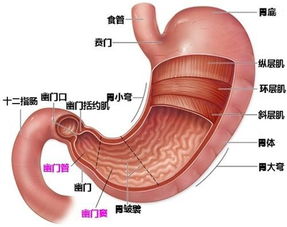 胃炎不能吃什么食物 一定要注意这几种食物