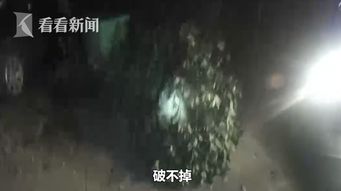 迷信算命先生 奇葩夫妻半夜砍断小区大树 消灾