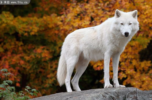 白狼高清图片 关于狼的图片
