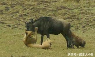 鬣狗和狮子合伙干掉野牛,但是当要成功时候,狮子做了一件事 