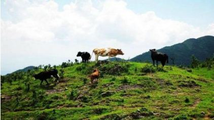 于都屏山牧场供应商 西南中亚旅行社公司 