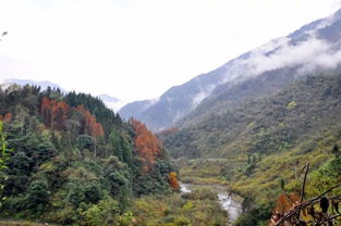 成都有哪些适合赏秋的地方 (鸡冠山停车场免费吗多少钱)