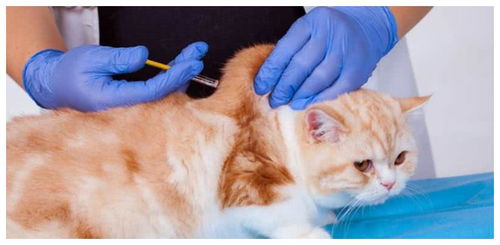 养猫必须要知道事 猫咪疫苗到底该怎么打