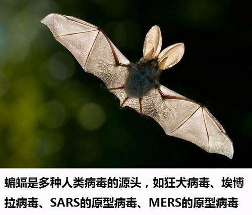 上帝的宠物 蝙蝠究竟是什么物种进化的 为何那么毒自己还不死