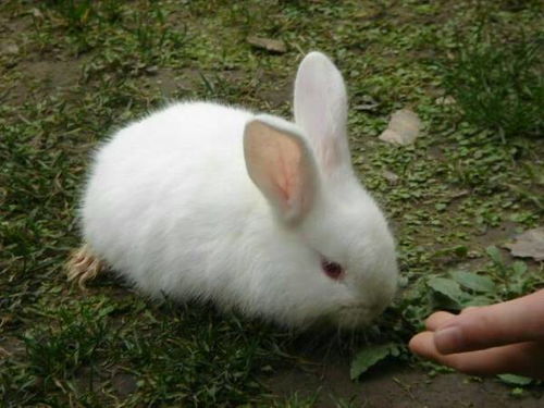 小兔子在吃红萝卜这几个字的拼音 