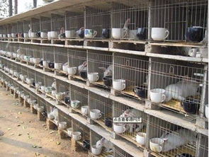 丰城种兔养殖场