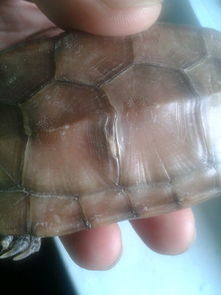 我的草龟是腐甲了吗 