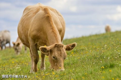 生肖牛 多长个心眼,11月22特别重要,是你一生中最大 转运日