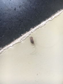 在布艺沙发里面发现了一个约三厘米白色的虫子,然后喷了杀虫剂之后, 
