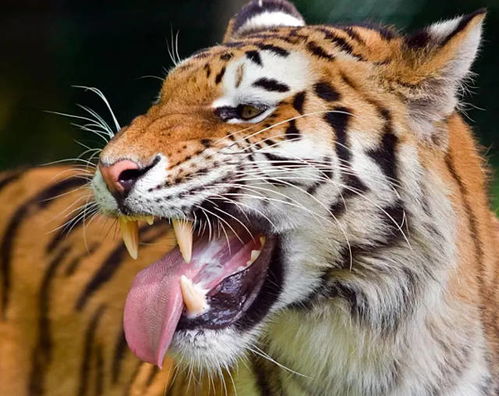 狮子的牙齿,老虎的牙齿,狼的牙齿,都不如这3种猛兽的牙齿 