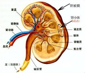 肾功能衰竭的诊断