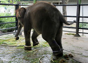印尼动物园被指世界最差 三个月死50只动物 