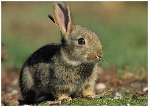 坏消息 野兔 成为了濒危物种,生物大灭绝真的出现了吗