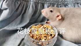 花枝鼠和老鼠的区别,花枝鼠和老鼠的区别图片