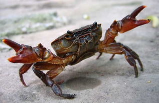 一只螃蟹几条腿 前面两只算不算腿 
