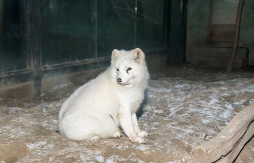 什么情况 湖南一小区内发现罕见白狐,为何专家称 不太妙