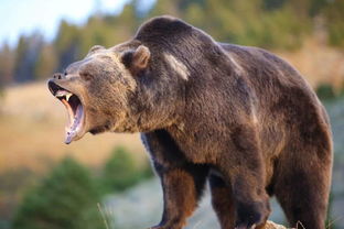 男子养灰熊当宠物,不顾反对照顾熊群13年,最后却被熊给吃了