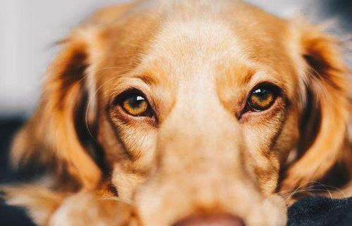 狗狗保护眼睛应该吃什么 狗狗吃蓝莓精华素有什么副作用吗