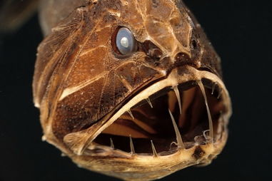 盘点10种最恐怖的鱼 琵琶鱼长相狰狞似恶魔