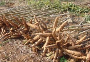 木薯 树薯 的种植时间与种植方法