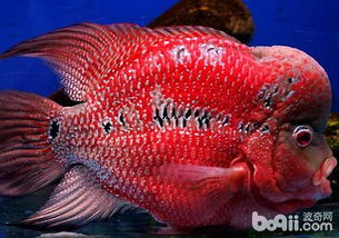 古典罗汉鱼哪个品种最漂亮？