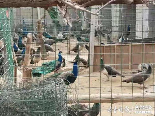 480只孔雀 济南警方查处2处非法野生动物养殖场