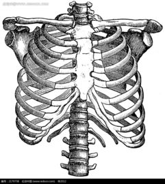 肋骨插图图片免费下载 编号2179758 红动网 
