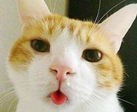 橘猫经常打喷嚏伴鼻涕,橘猫经常打喷嚏如何解决