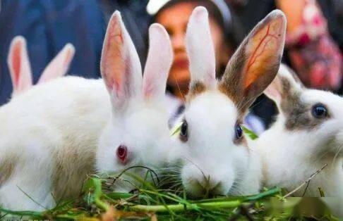 兔瘟的发病特点 兔瘟防治措施