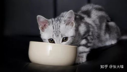 猫咪吃生肉患上肺结核不治而亡,生骨肉究竟能不能吃 