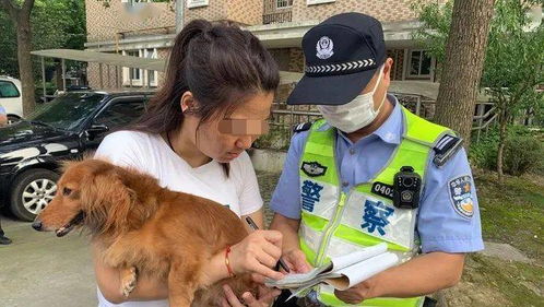 上海一女子遛狗不牵绳被罚20元,人大代表却说 罚得太轻