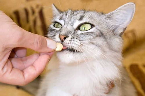 袖虎病猫攻略 猫常见疾病及预防