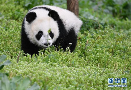秦岭大熊猫宝宝健康成长 