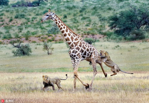 南非两头狮子合力狩猎长颈鹿 上下开攻终拿下 