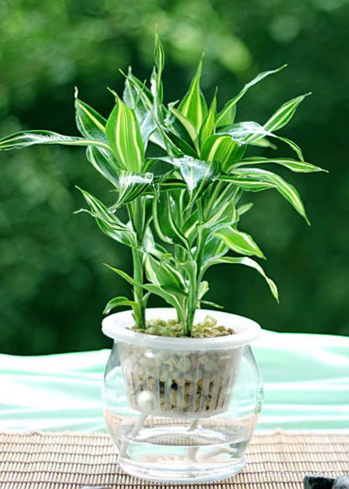 富贵竹的水培方法 