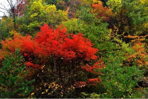 夏看红花 秋看红叶 北京香山红叶红满天 信息图文欣赏 信息村 K0w0m Com