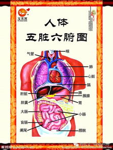 练太极拳强心养肝还健脾