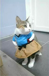 当猫咪穿上这件衣服之后,主人再也不能正视自家猫咪了