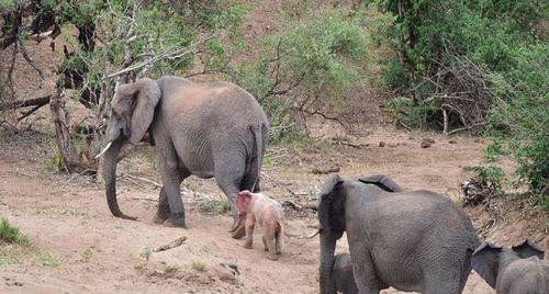 全世界唯一的粉色小象,跟着妈妈寸步不离,可爱乖巧惹人喜爱