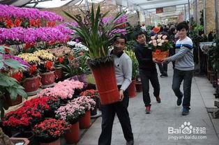 北京最大花卉市场排名 北京花卉市场有哪几家
