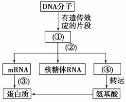 如图表示真核细胞中基因指导蛋白质合成过程中相关物质间的关系.下列叙述正确的是 A 物质a表示基因,其均以染色体为载体 B 物质b的密码子决定其携带氨基酸的种类 C 过程 