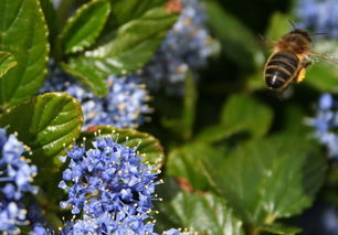 蜜蜂,花,鲜花,飞,飞行,昆虫,自然,植物,花粉,授粉,春,野生,翼,翅膀 