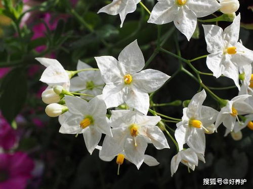 当 土豆藤 开花,美不胜收 此土豆藤非土豆的藤