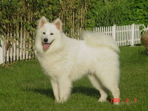 白色的大型狗狗是什么品种 