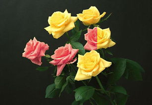 photoshopcs4如何将黄玫瑰匹配成红玫瑰 要详细的步骤 谢谢各位亲 